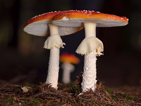 Mushroom gummies with natural flavors